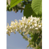 PRUNUS padus