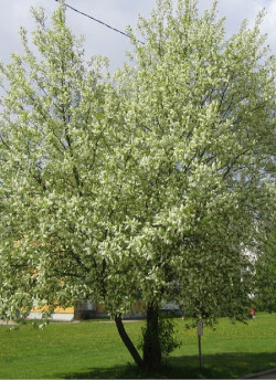 PRUNUS padus