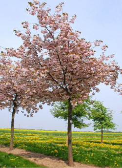 PRUNUS serrulata SHIROFUGEN