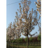 PRUNUS serrulata SUNSET BOULEVARD