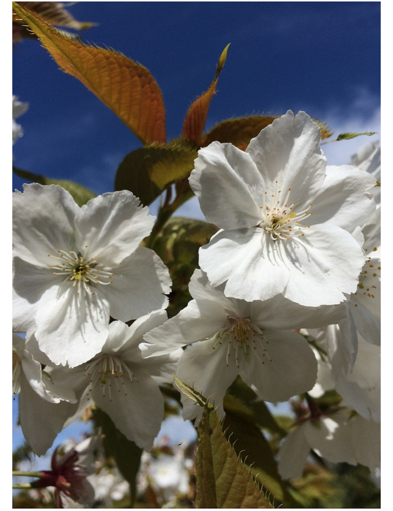 PRUNUS serrulata TAIHAKU