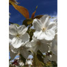 PRUNUS serrulata TAIHAKU