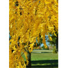 GLEDITSIA triacanthos SKYLINE