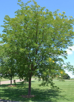 GLEDITSIA triacanthos SKYLINE