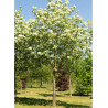 FRAXINUS ornus LOUISA LADY