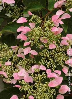 SCHIZOPHRAGMA hydrangeoïdes ROSE SENSATION