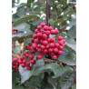 SORBUS aria MAGNIFICA