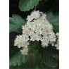 SORBUS aria MAGNIFICA