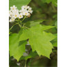 SORBUS torminalis