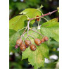 SORBUS torminalis