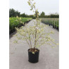BETULA nigra SHILOH SPLASH En pot de 25-30 litres