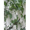 DAVIDIA involucrata VILMORINIANA