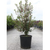 ENKIANTHUS campanulatus En pot de 15-20 litres