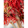 HAMAMELIS intermedia FEUERZAUBER