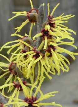 HAMAMELIS intermedia PRIMAVERA