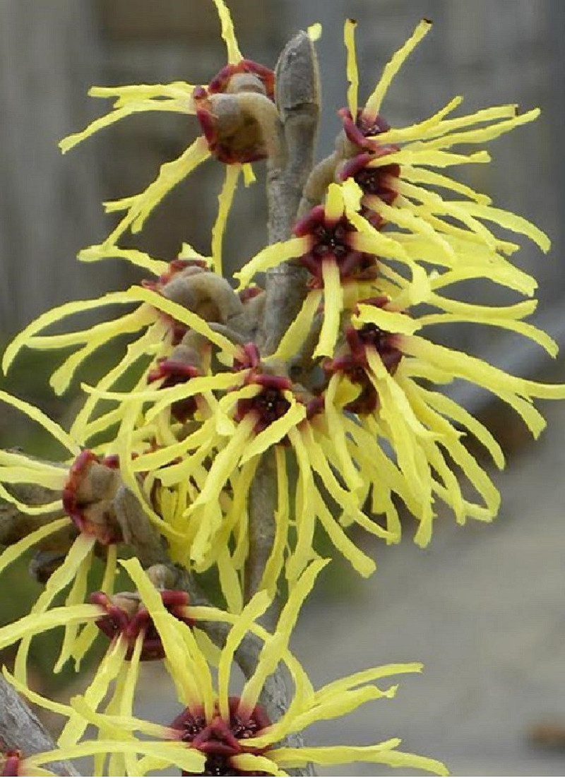 HAMAMELIS intermedia PRIMAVERA