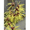 HAMAMELIS intermedia PRIMAVERA