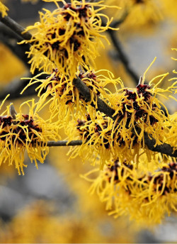 HAMAMELIS intermedia WESTERSTEDE