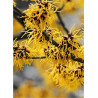 HAMAMELIS intermedia WESTERSTEDE