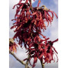 HAMAMELIS intermedia DIANE