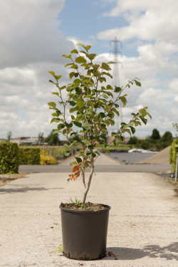 HAMAMELIS intermedia En pot de 15-20 litres