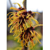 HAMAMELIS intermedia ORANGE BEAUTY