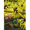 HAMAMELIS virginiana