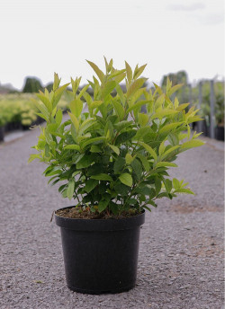 HEPTACODIUM miconioides TIANSHAN En pot de 10-12 litres