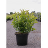 HEPTACODIUM miconioides TIANSHAN En pot de 10-12 litres