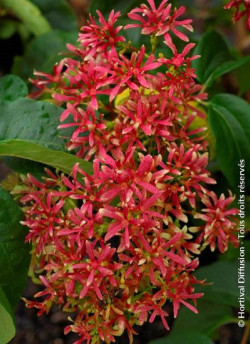 HEPTACODIUM miconioides TIANSHAN