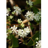 HEPTACODIUM miconioides