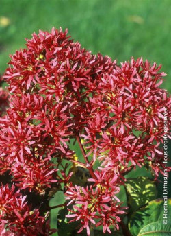 HEPTACODIUM miconioides