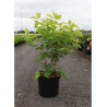HEPTACODIUM miconioides En pot de 10-12 litres