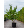 HEPTACODIUM miconioides En pot de 25-30 litres