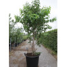 HEPTACODIUM miconioides En pot de 70-90 litres