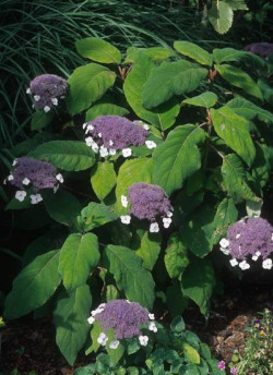 HYDRANGEA aspera SARGENTIANA