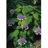HYDRANGEA aspera SARGENTIANA