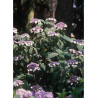 HYDRANGEA aspera SARGENTIANA