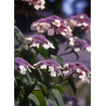 HYDRANGEA aspera SARGENTIANA