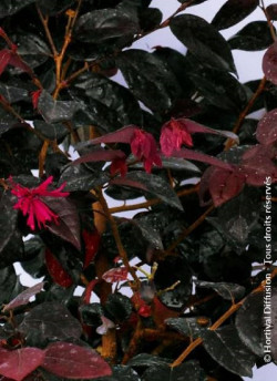 LOROPETALUM chinense BLACK Pearl