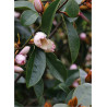 MICHELIA MAGNOLIA FAIRY BLUSH