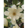 MICHELIA MAGNOLIA FAIRY CREAM