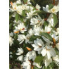 MICHELIA MAGNOLIA FAIRY WHITE