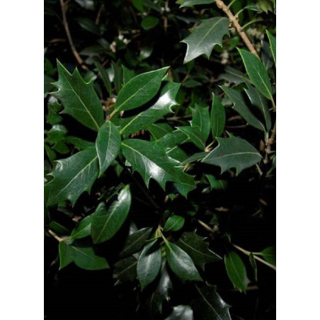 OSMANTHUS heterophyllus (Osmanthe à feuilles de houx)