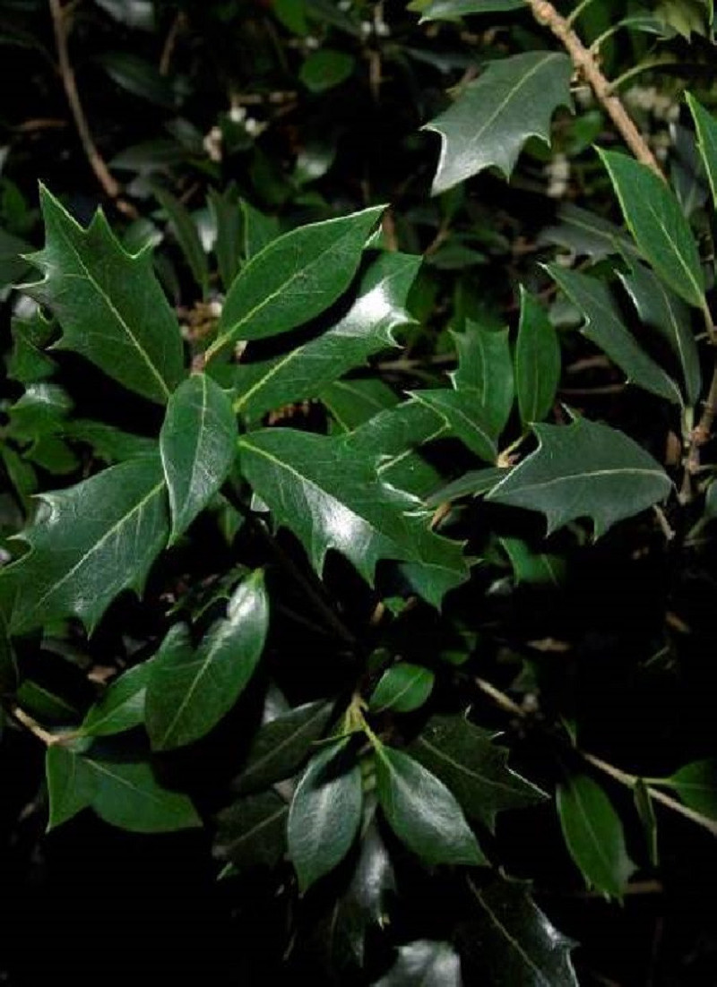 OSMANTHUS heterophyllus (Osmanthe à feuilles de houx)