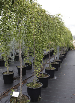 PRUNUS incisa FRILLY FROCK En pot de 35-50 litres forme tige hauteur du tronc 180-200 cm