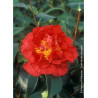 CAMELLIA japonica BLOOD OF CHINA
