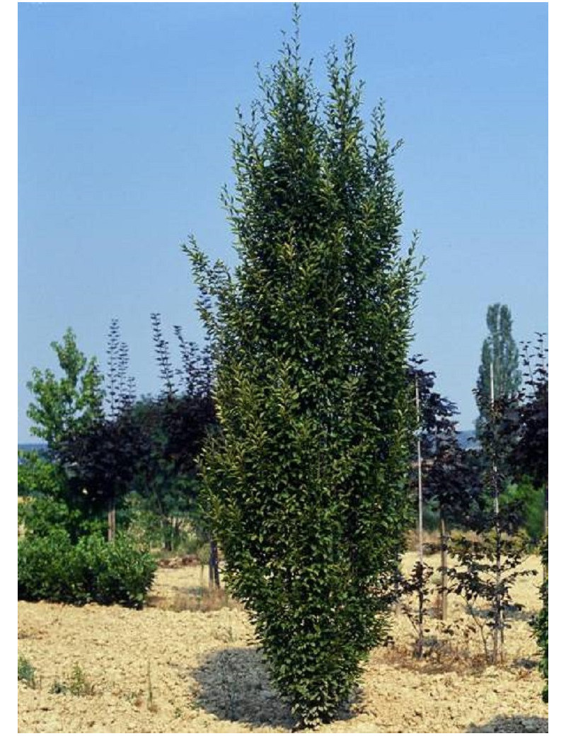 CARPINUS betulus FRANS FONTAINE