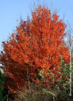 CARPINUS betulus ORANGE RETZ