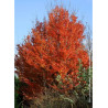 CARPINUS betulus ORANGE RETZ